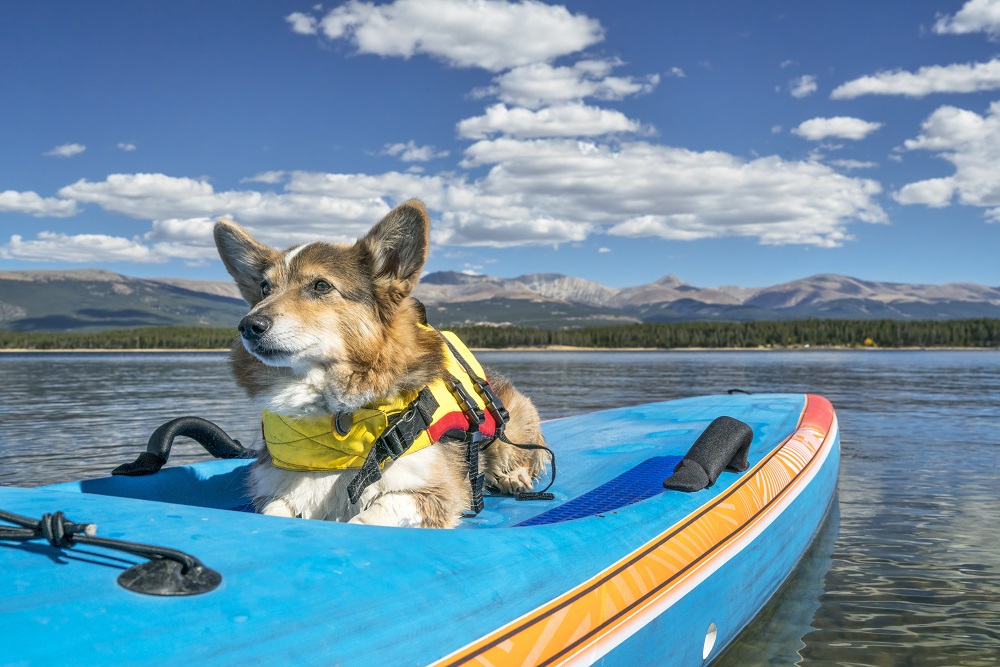 Sups for pups - stand up paddleboarding for dogs