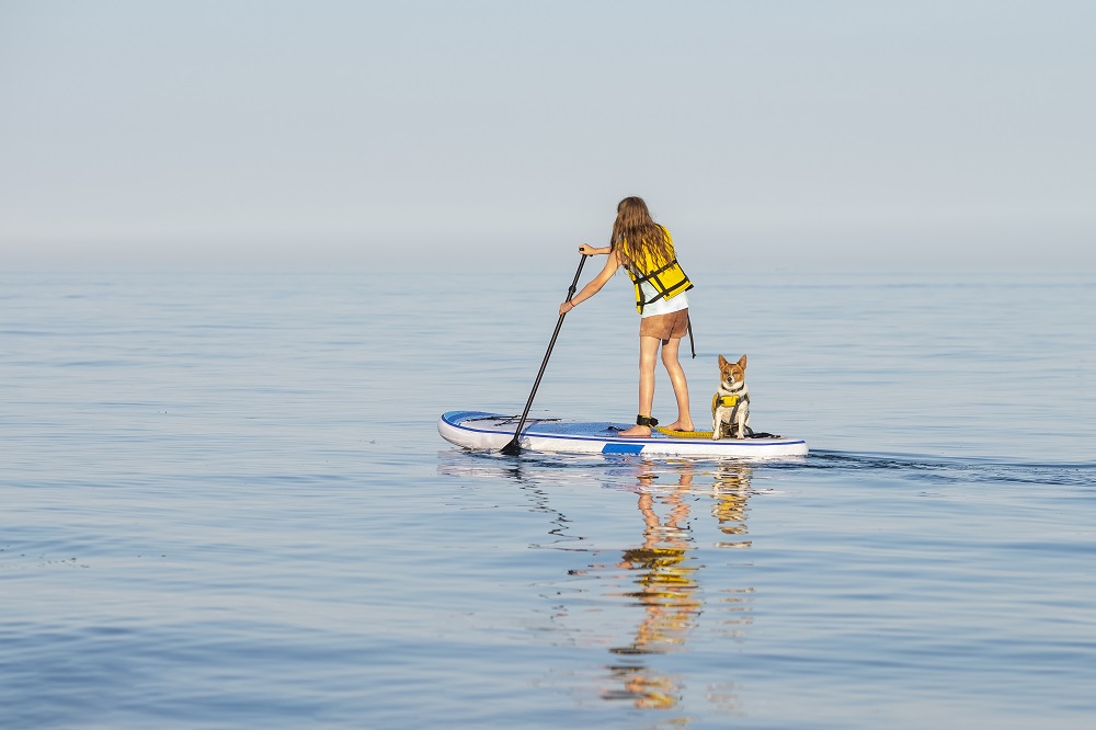 Sups for pups - stand up paddleboarding for dogs